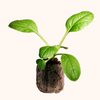 Vert Asiatique