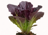Dessus violet
